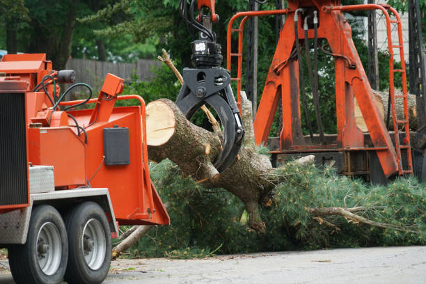 Large Tree Removal in Robbins, NC